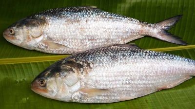 প্রবাসীদের ইলিশ পাঠাবে সরকার