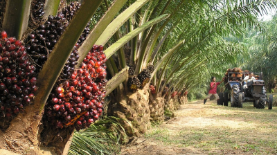 শ্রমিক সংকটে মালয়েশিয়ার পাম বাগান