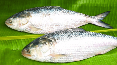 বাংলাদেশের নদী ছেড়ে ভারতে পাড়ি দিচ্ছে ইলিশ!