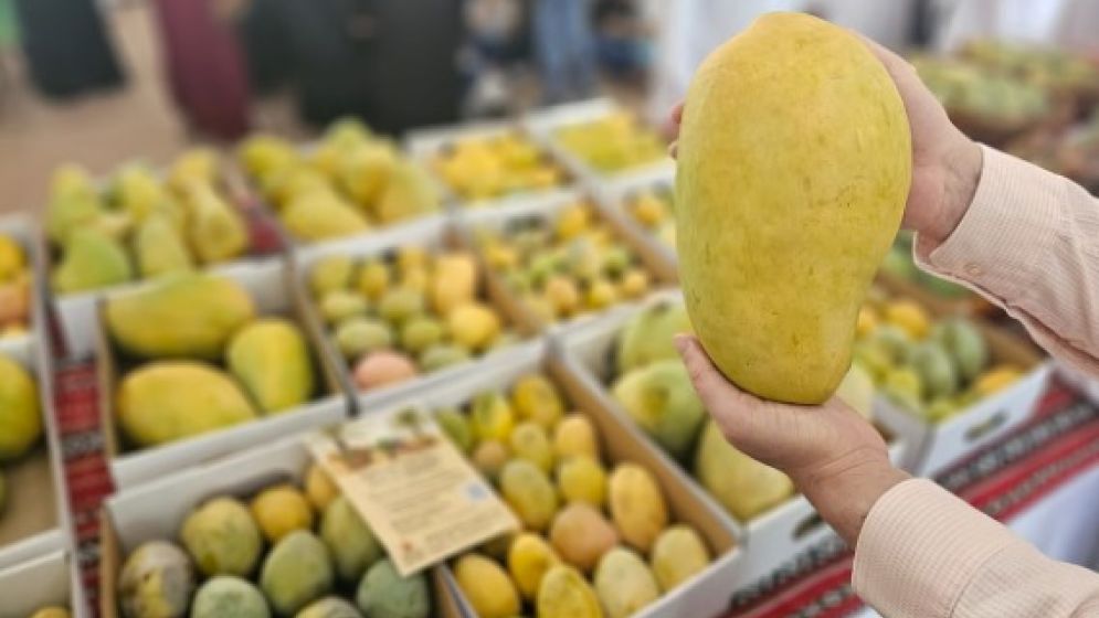 কাতারে বাংলাদেশি আম উৎসবের আজ শেষ দিন