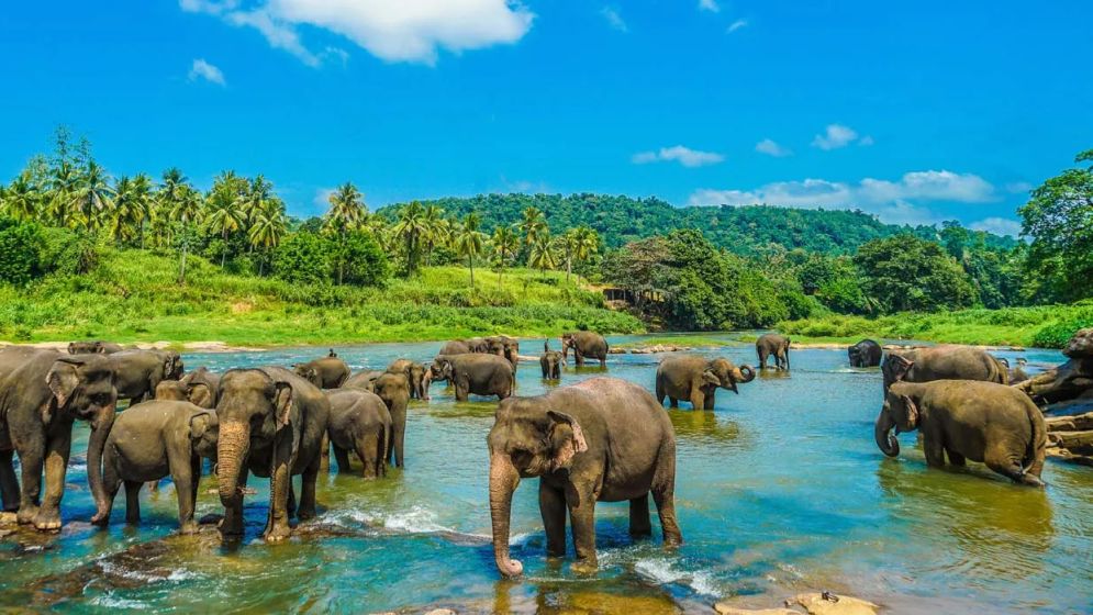 শ্রীলঙ্কা: সৈকতের শান্তি থেকে বন্যপ্রাণীর রোমাঞ্চকর অভিজ্ঞতা