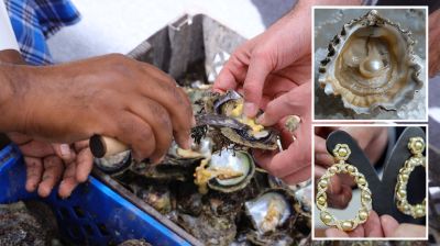 বাহরাইনের মুক্তা শিল্পে নতুন প্রাণ