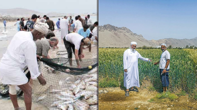ওমানে কৃষি ও মৎস্য খাতে রেকর্ড প্রণোদনা