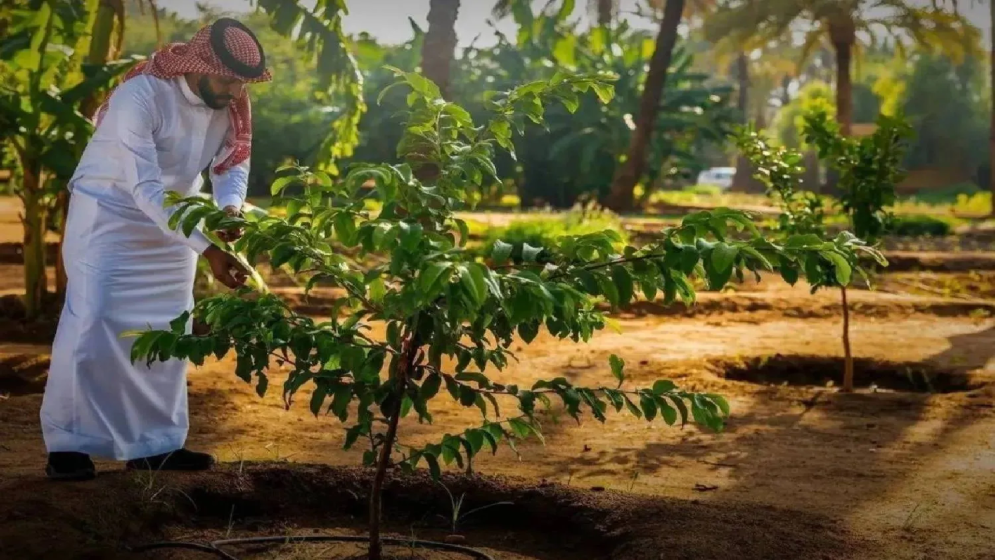 সৌদি আরবে শুরু বৃক্ষরোপণ অভিযান ২০২৫