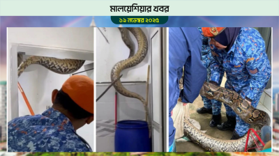 মালয়েশিয়ায় বাথরুমের ছাদ ভেঙে পড়ল বিশাল অজগর