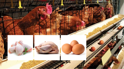 কুয়েতে বাংলাদেশের পোলট্রি আমদানির ওপর নিষেধাজ্ঞা প্রত্যাহার
