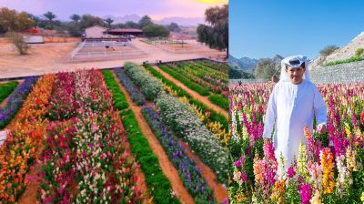 রাস আল খাইমাহর পাহাড়ি ফুলের খামার এখন পর্যটনের আকর্ষণ