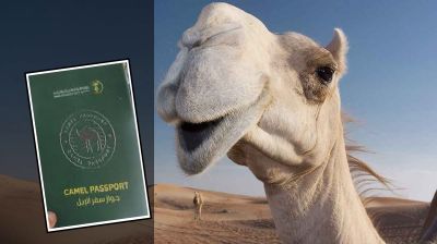 সৌদি আরবে উটের জন্য পাসপোর্ট চালু