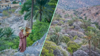 ওমানের প্রত্যন্ত অঞ্চলে ফুটেছে শীতকালীন ফুল