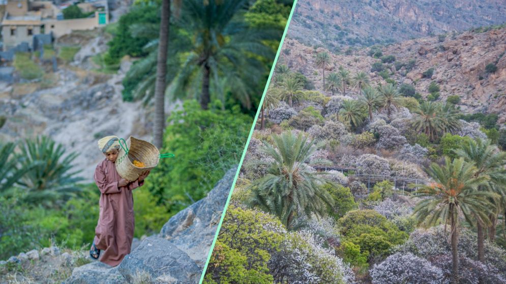 ওমানের প্রত্যন্ত অঞ্চলে ফুটেছে শীতকালীন ফুল