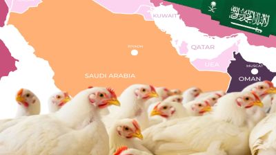 ৪০ দেশ থেকে পোলট্রি ও ডিম আমদানি নিষিদ্ধ করল সৌদি আরব