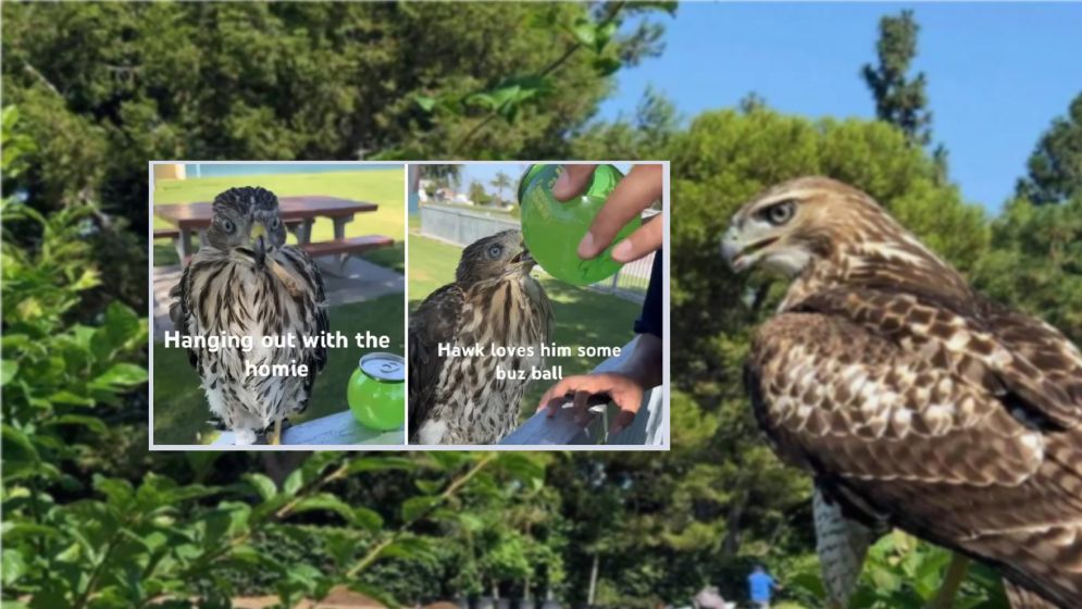 বাজপাখিকে মদ খাইয়ে জেলে গেল এক মার্কিনি