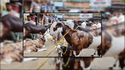 কলকাতায় কোরবানির হাটে ছাগল ও দুম্বার দাম আকাশছোঁয়া