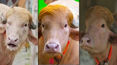 কোথাও আশ্রয় পাচ্ছে না ডোনাল্ড ট্রাম্প