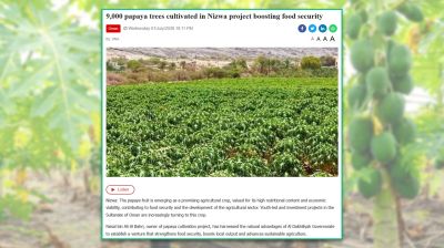 ওমানের নিজওয়াতে পেপে বাগান বিপুল ফলনের আশা