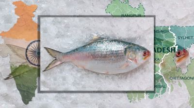 ভারত থেকে আমদানি হচ্ছে ইলিশ!